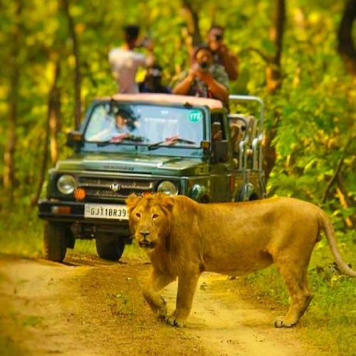 Gir Safari
